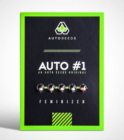 Auto #1 > Auto Seeds | Semillas autoflorecientes  |  Híbrido