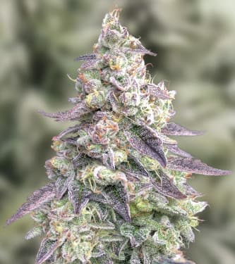 Auto 9 Pound Hammer > High Speed Buds | Graines Autofloraison  |  Indica