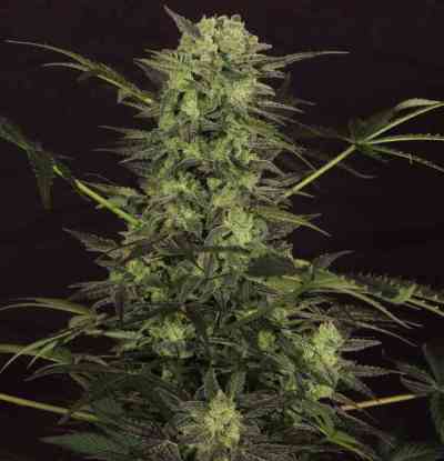 Auto MK-Ultra Kush > TH Seeds | Graines Autofloraison  |  Indica