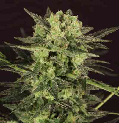 Auto MK-Ultra Kush > TH Seeds | Graines Autofloraison  |  Indica