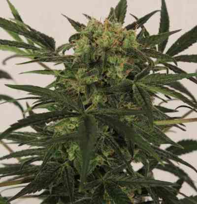 Auto MK-Ultra Kush > TH Seeds | Autoflowering Cannabis   |  Indica