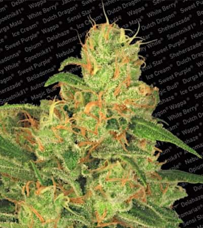 Auto Acid > Paradise Seeds | Semillas autoflorecientes  |  Sativa