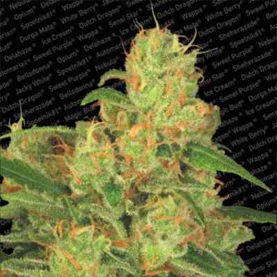 Auto Collection Pack #2 > Paradise Seeds | Graines Autofloraison  |  Hybride