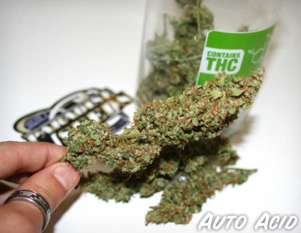 Auto Acid > Paradise Seeds | Graines Autofloraison  |  Sativa