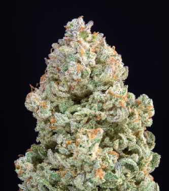 Auto Afghan Kush > Fast Buds Company | Autoflowering Cannabis   |  Indica