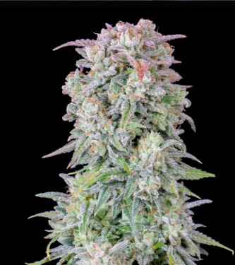 Auto Afghan Kush > Fast Buds Company | Autoflowering Cannabis   |  Indica