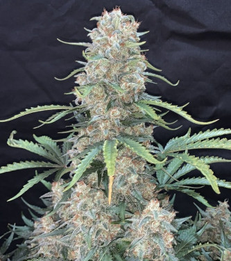 Auto Afghan Kush > Fast Buds Company | Autoflowering Hanfsamen  |  Indica