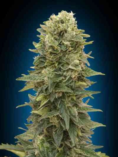 Automatic Collection #2 > 00 Seeds Bank | Graines Autofloraison  |  Indica