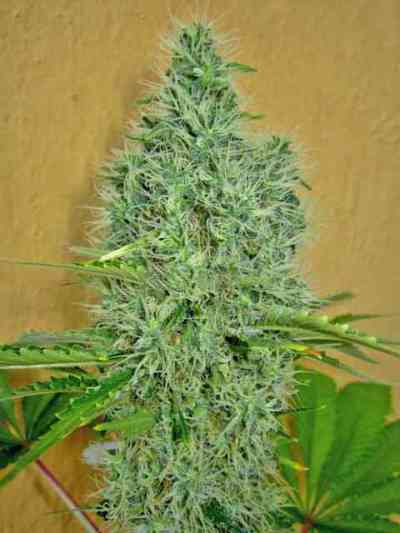 Auto Afghan Mass > 00 Seeds Bank | Graines Autofloraison  |  Indica