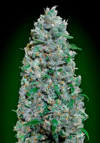 Auto Afghan Mass XXL > 00 Seeds Bank | Graines Autofloraison  |  Indica