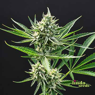 Afghan Skunk Auto (Linda Seeds)