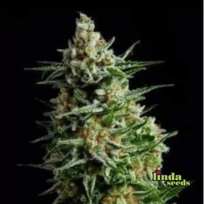 Afghan Skunk Auto (Linda Seeds)