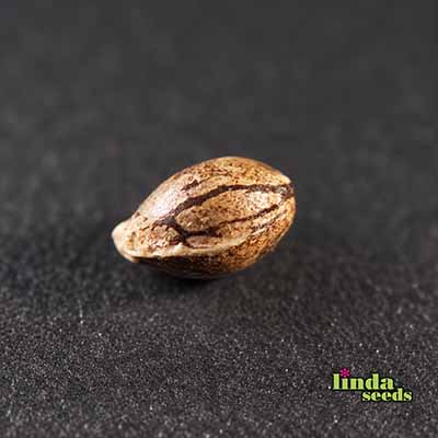 Auto Afghan Skunk semilla > Linda Seeds | NUESTRAS RECOMENDACIONES DE SEMILLAS DE MARIHUANA  |  Semillas Baratas
