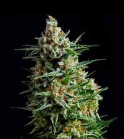Auto Afghan Skunk > Linda Seeds | Cannabis seeds recommendations  |  Affordable Cannabis