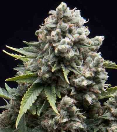 Auto AK > Linda Seeds | Cannabis seeds recommendations  |  Affordable Cannabis