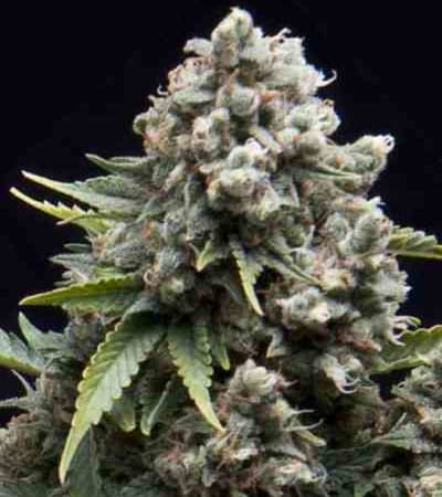 Auto AK > Linda Seeds | Cannabis seeds recommendations  |  Cheap Cannabis