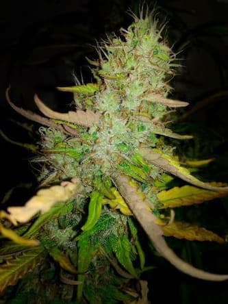 Auto AK-77V > Victory Seeds | Autoflowering Hanfsamen  |  Hybrid