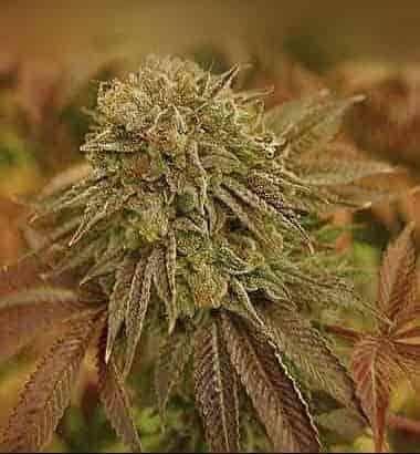 Auto AK semilla > Female Seeds | Semillas de marihuana autoflorecientes  |  Híbrido