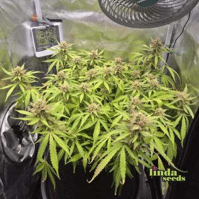 Auto AK Seed > Linda Seeds | Cannabis seeds recommendations  |  Cheap Cannabis