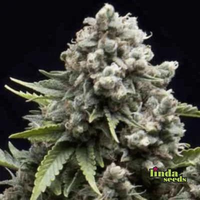 Auto Ak (Linda Seeds)