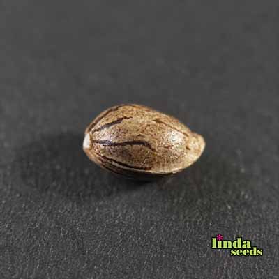 Auto AK graines > Linda Seeds | NOS RECOMMANDATIONS DE GRAINES DE CANNABIS  |  Graines de Cannabis à prix bas