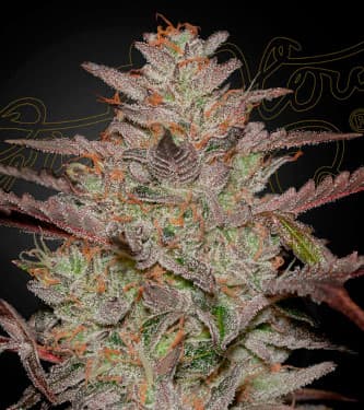 Auto AlienZ > Green House Seed Company | Autoflowering Hanfsamen  |  Hybrid