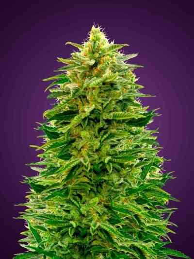 Auto Amnesia > Advanced Seeds | Autoflowering Cannabis   |  Sativa