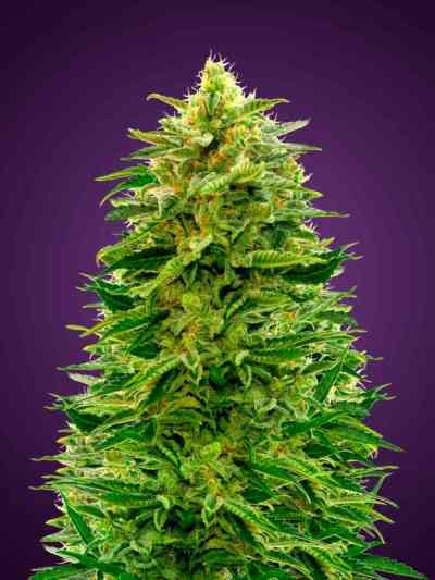 Auto Amnesia > Advanced Seeds | Graines Autofloraison  |  Sativa