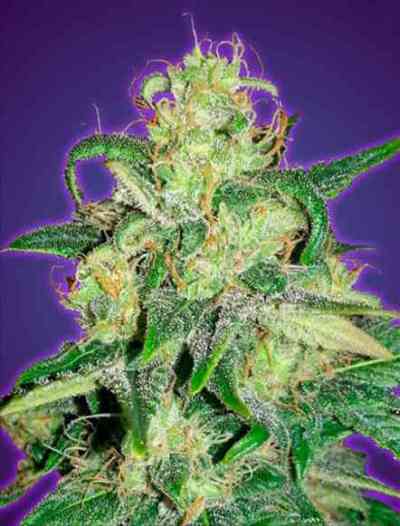 Auto Amnesia > Advanced Seeds | Graines Autofloraison  |  Sativa