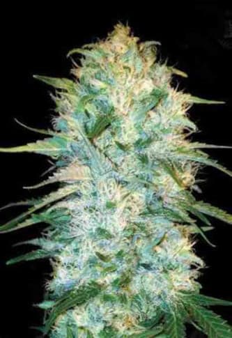 Auto Amnesia Haze > Bulk Seed Bank | Graines Autofloraison  |  Sativa