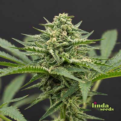 Auto Amnesia Haze CBD Samen > Linda Seeds | CBD Hanfsamen  |  Hybrid