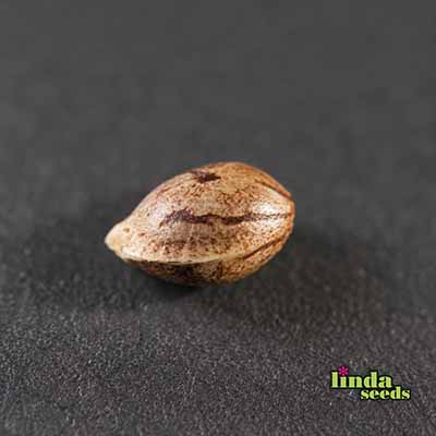 Auto Amnesia Haze CBD Samen > Linda Seeds | CBD Hanfsamen  |  Hybrid