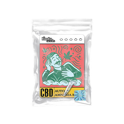Auto Amnesia Haze CBD Seed > Linda Seeds | CBD cannabis seeds  |  Hybrid