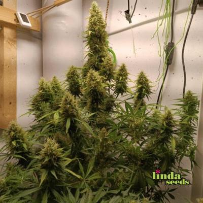 Auto Amnesia Haze Samen > Linda Seeds | Hanfsamen Empfehlungen  |  Günstige Hanfsamen