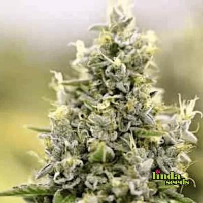 Auto Amnesia Haze (Linda Seeds)