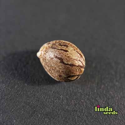 Auto Amnesia Haze Samen > Linda Seeds | Hanfsamen Empfehlungen  |  Günstige Hanfsamen