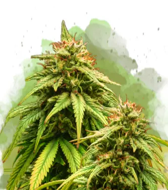 Auto Amnesia Haze > Nirvana | Graines Autofloraison  |  Sativa