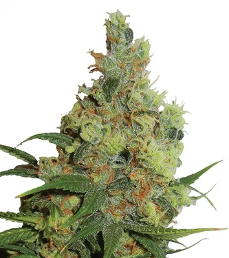 Auto Amnesia Haze > Nirvana | Graines Autofloraison  |  Sativa