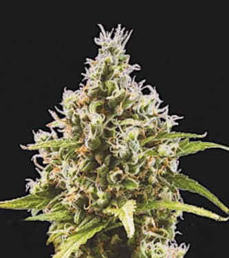 Auto Amnesia Haze > Bulk Seed Bank | Autoflowering Hanfsamen  |  Sativa