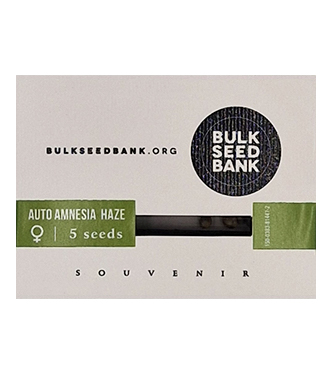 Auto Amnesia Haze > Bulk Seed Bank | Semillas autoflorecientes  |  Sativa