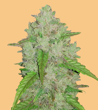 Original Auto Amnesia Haze > Fast Buds Company | Autoflowering Cannabis   |  Sativa