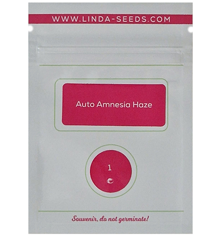Auto Amnesia Haze > Linda Seeds | NOS RECOMMANDATIONS DE GRAINES DE CANNABIS  |  Graines de Cannabis à prix bas