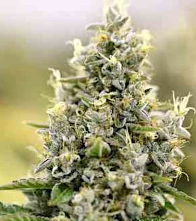 Auto Amnesia Haze > Linda Seeds | Cannabis seeds recommendations  |  Affordable Cannabis