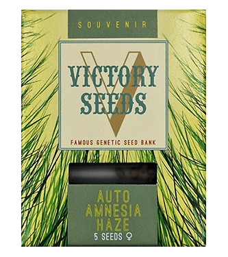 Auto Amnesia Haze > Victory Seeds | Semillas autoflorecientes  |  Sativa