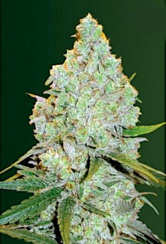 Auto Amnesia Haze > Victory Seeds | Autoflowering Hanfsamen  |  Sativa