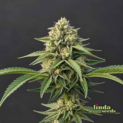 Auto Amnesia Lemon (Linda Seeds)