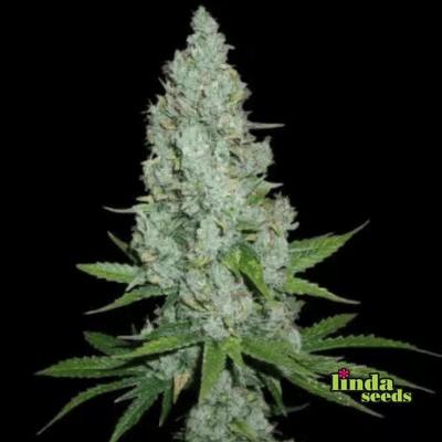 Auto Amnesia Lemon (Linda Seeds)