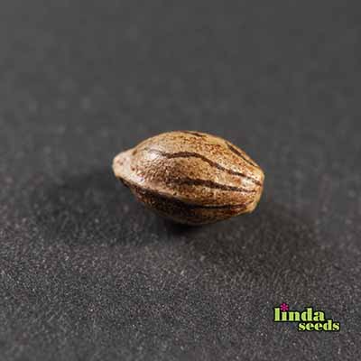 Auto Amnesia Lemon graines > Linda Seeds | NOS RECOMMANDATIONS DE GRAINES DE CANNABIS  |  Graines de Cannabis à prix bas