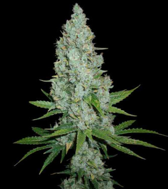 Auto Amnesia Lemon > Linda Seeds | NUESTRAS RECOMENDACIONES DE SEMILLAS DE MARIHUANA  |  Semillas Baratas