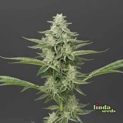 Auto Amnesia Seed > Linda Seeds | Cannabis seeds recommendations  |  Cheap Cannabis
